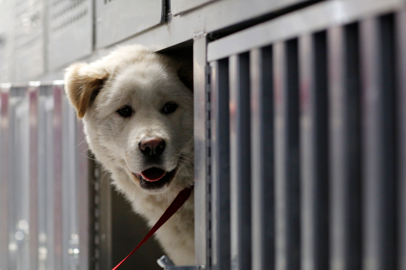 Perro en un granja de Corea del Sur. AP